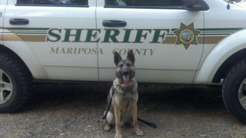 Mariposa County Sheriff's Dept. K9 Arthur