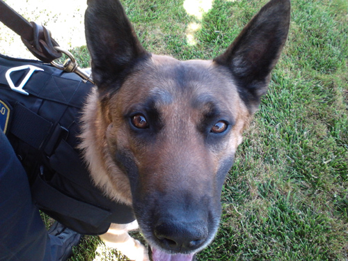 K-9 Armor is proud to protect San Pablo PD K9 Argos