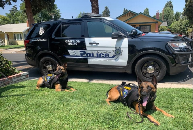 San Bernardino Police K9 Heroes K9 Bexter and Falco wearing their K9 Armor vests