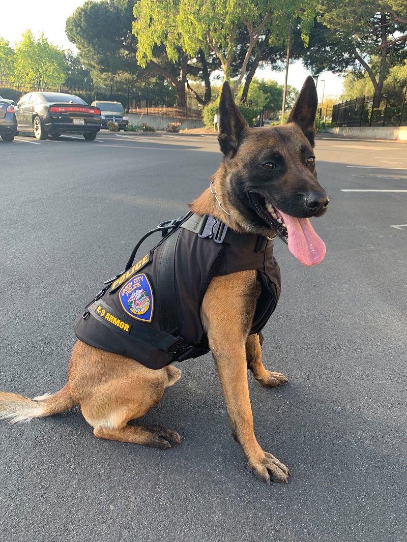 Smiles from Union City PD K9 Franco wearing his K9 Armor vest