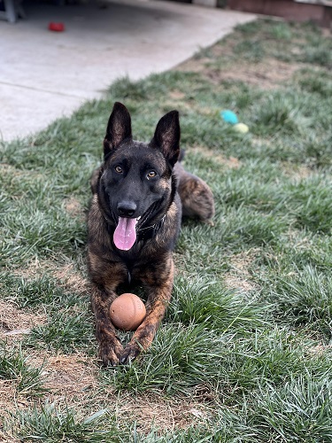 Donate to protect Union City PD K9 Turbo