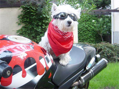 Ducati Dog